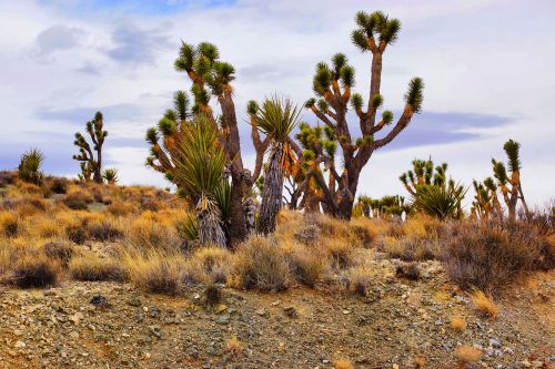 cactus desert nature