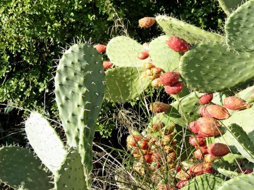 cactus summer fruit