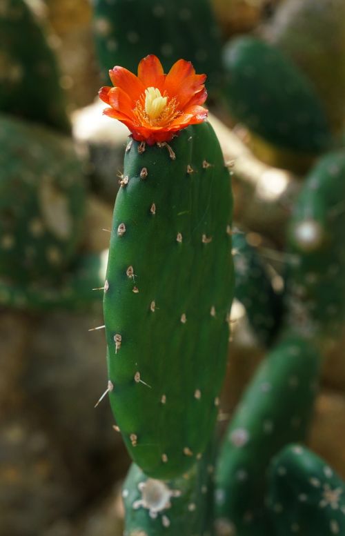 cactus flower red