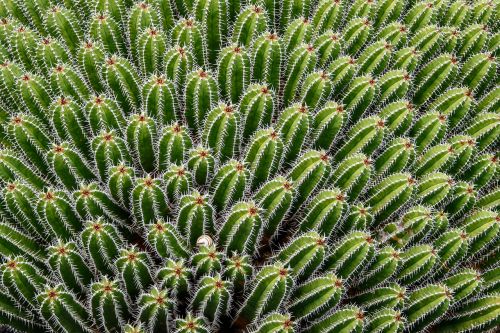 cactus thorn plant