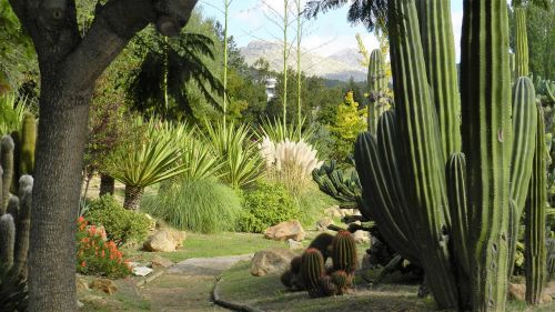 cactus tree nature