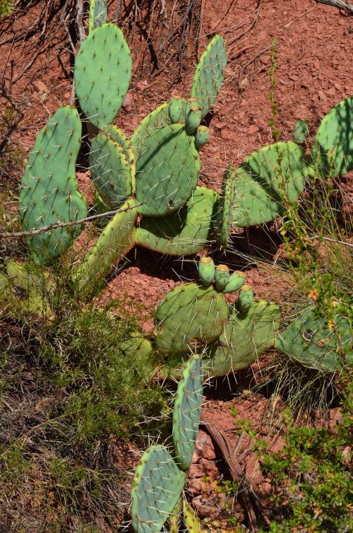 cactus flora nature