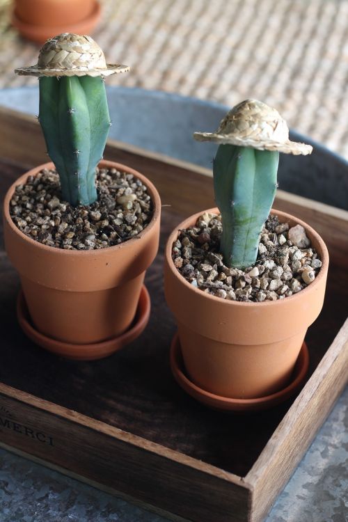cactus for your item fine dust