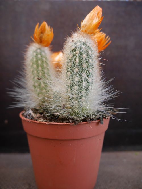 cactus nature pot
