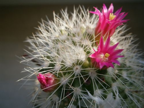 cactus cactus blossom close