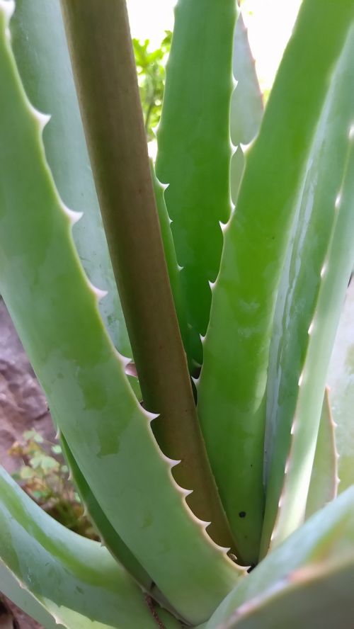 cactus succulent plant thorn