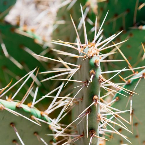 cactus spine sharp