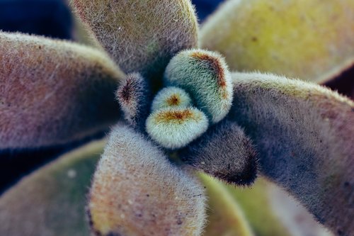 cactus  nature  plant