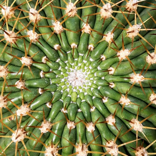 cactus  barbed  juice plant