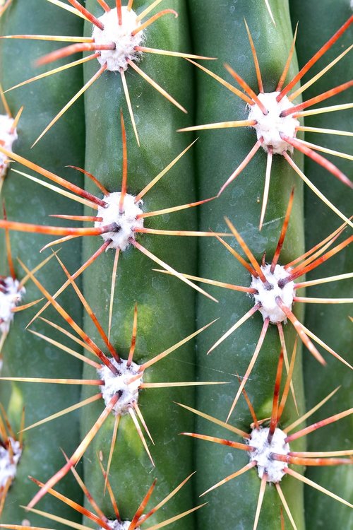 cactus  thorn  sharp