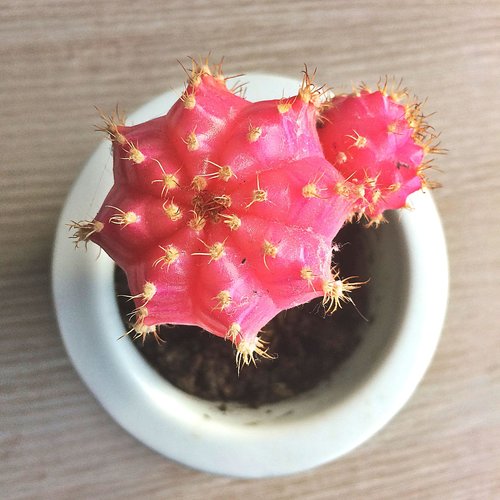 cactus  hibotan  mooncactus