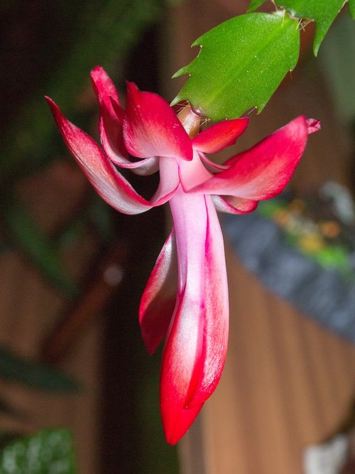 cactus  flower  plant