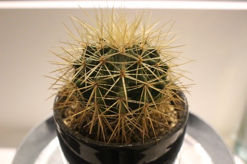 cactus  prickly  nature