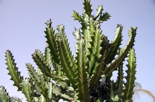 cactus  céréus  acanthocereus tetragonus