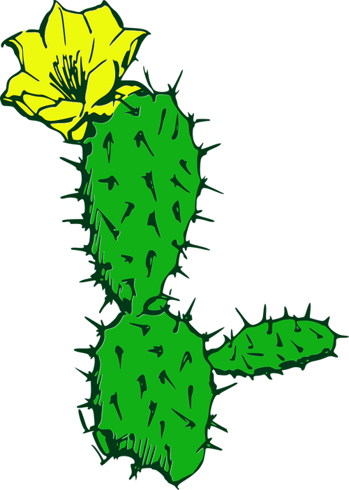 cactus  flower  desert