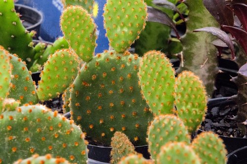 cactus  cactaceae  plant succulent