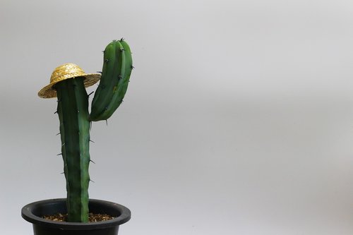 cactus  armed cactus  hat cactus