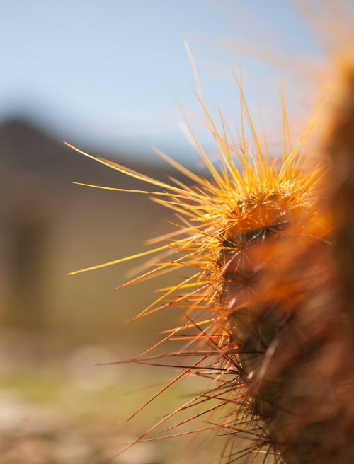cactus spikes thorns