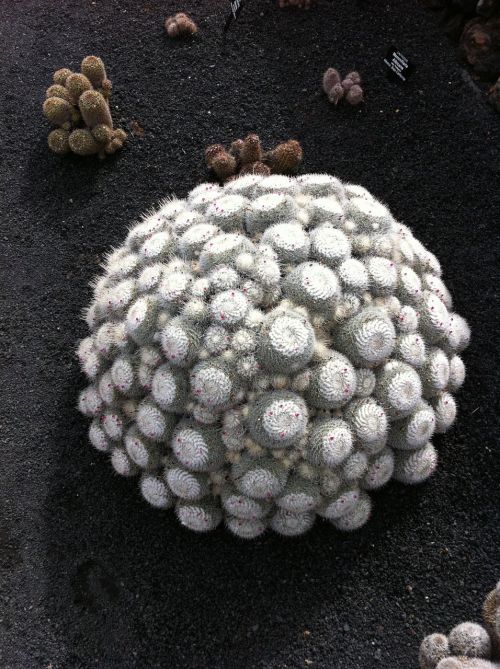 cactus fuerteventura manrique cactus garden