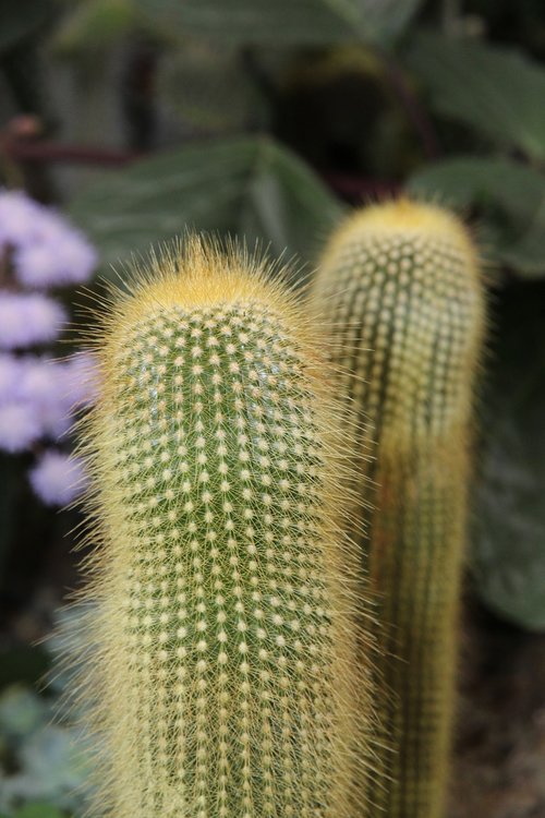 cactus  thorn  scratchy