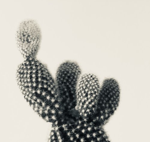 cactus  plant  biology