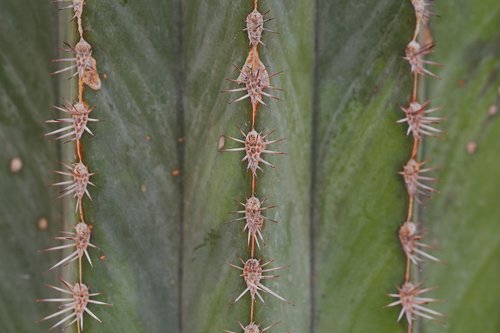 cactus  thorn  spur