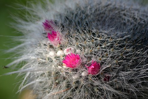 cactus  flower  plant
