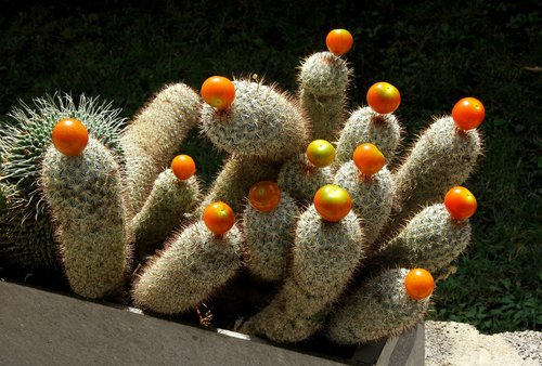 cactus  fruits