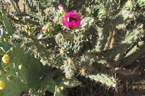 cactus  flower  desert