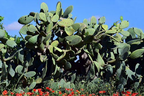 cactus  prickly pear  cactus greenhouse