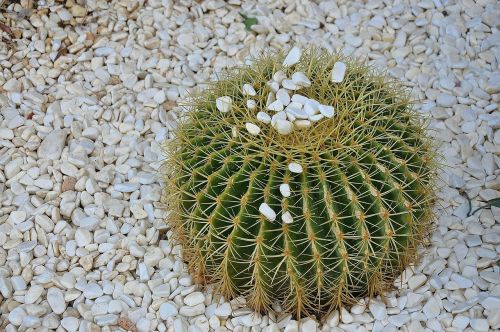 cactus prickly plant