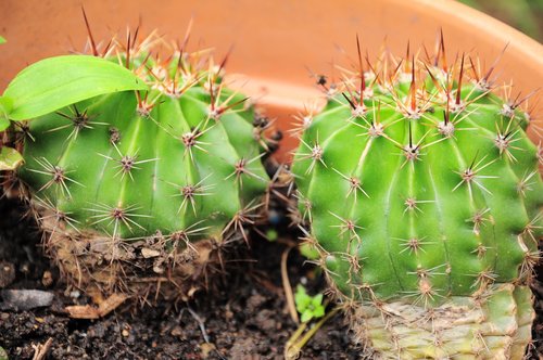 cactus  cacti  official cactus
