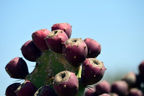 cactus  green  plant