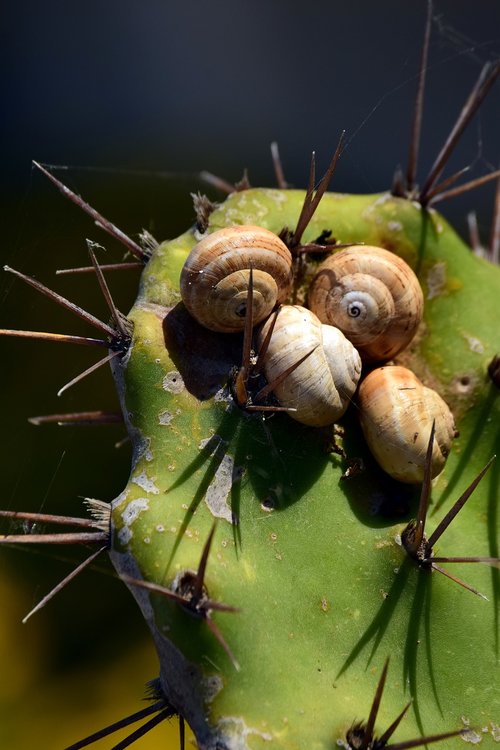 cactus  green  snails