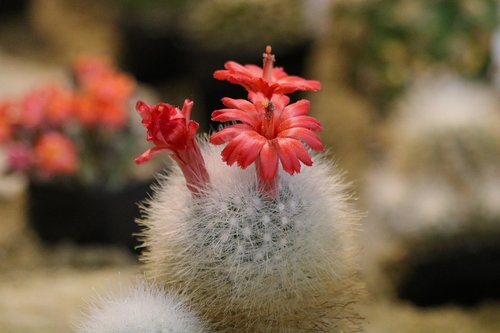 cactus  flowering  sukulent