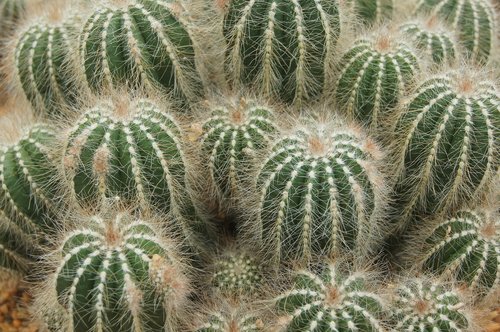 cactus  plant  flower
