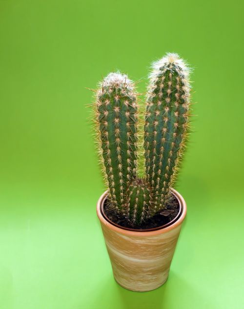 cactus plant plant rack