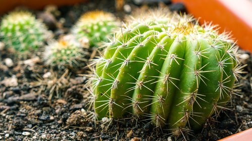 cactus  plant  thorns