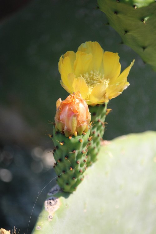 cactus  blossom  bloom