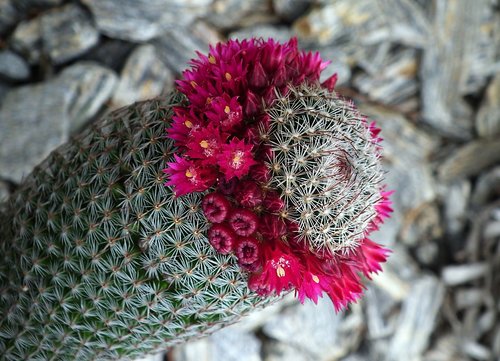 cactus  flowering cactus  spikes