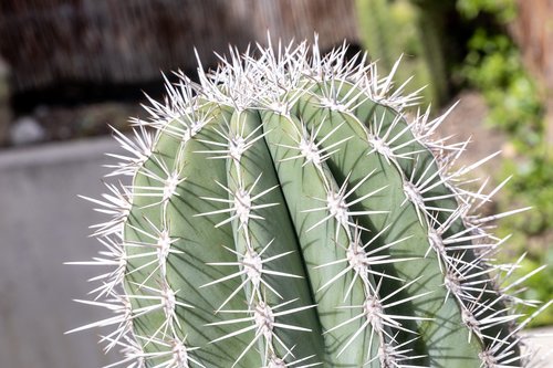 cactus  plants  nature