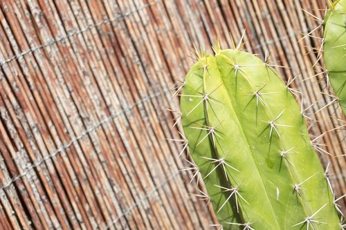 cactus  flowers  plant