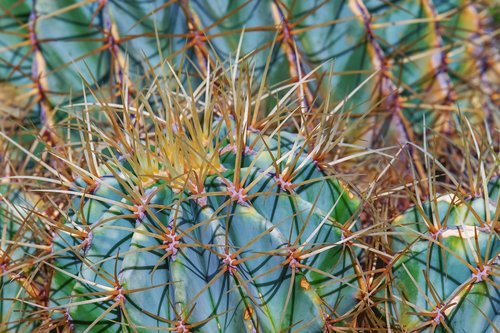 cactus  devil's pin cushion  ferocactus