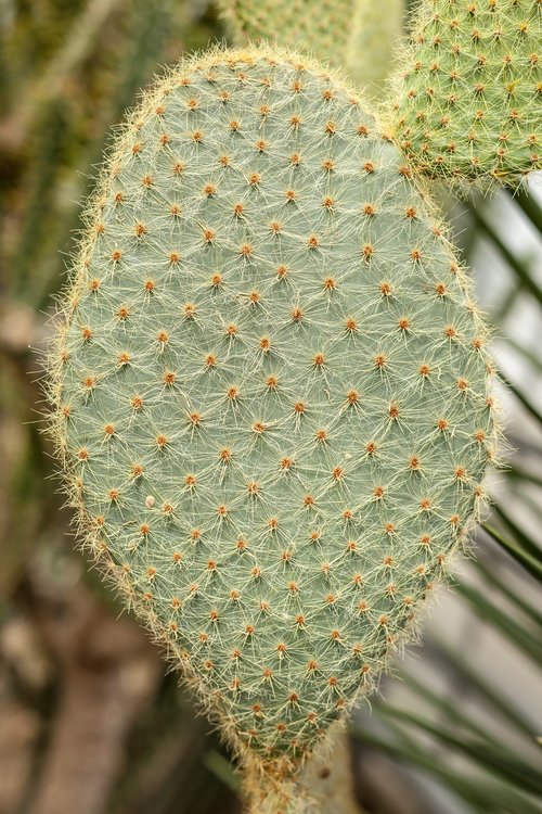 cactus  plant  nature