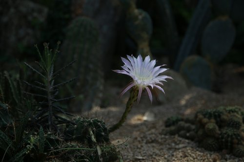 cactus  flowers  thorn