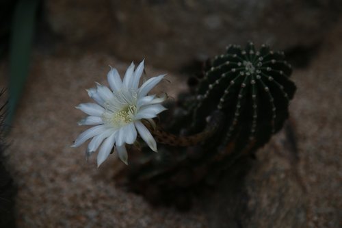 cactus  flowers  thorn