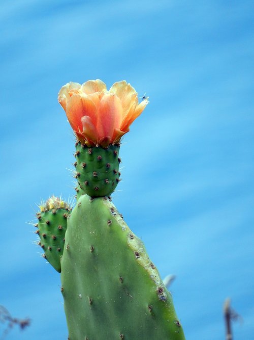 cactus  madeira  flora