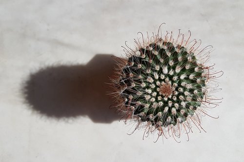 cactus  shadow  succulents