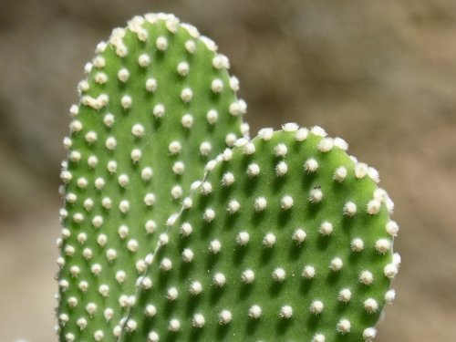 cactus  skewers  thorns