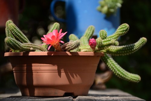 cactus  red  plant